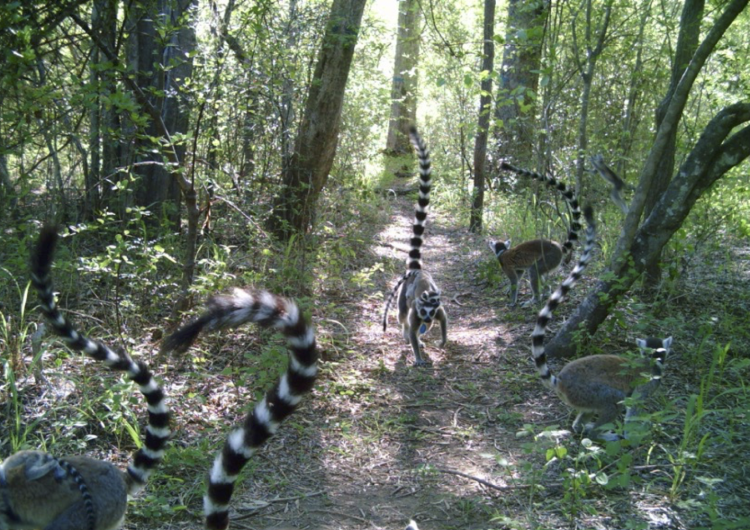 Several lemurs holding their tails high run down a forest trail